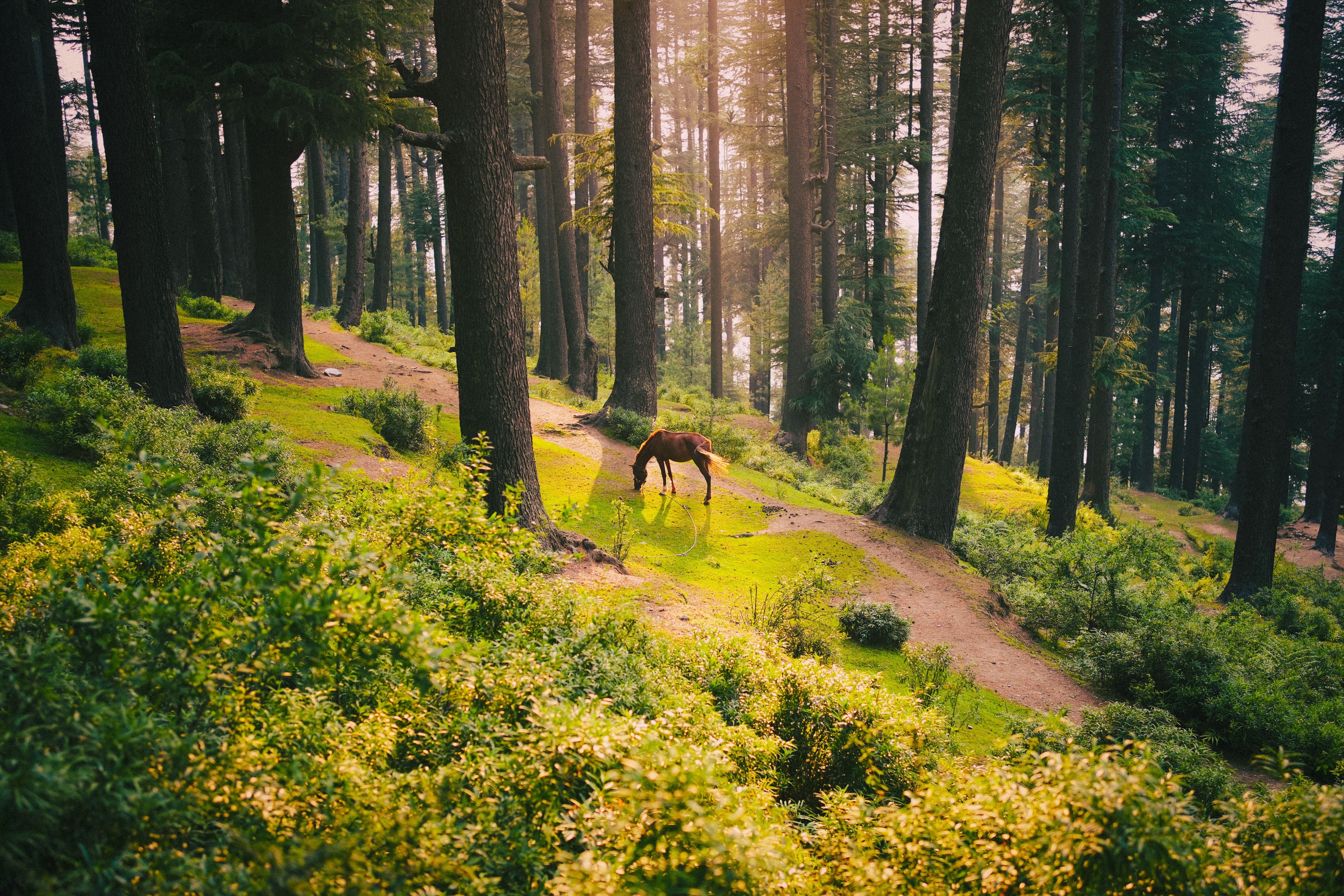 Royal Himachal travel view 5