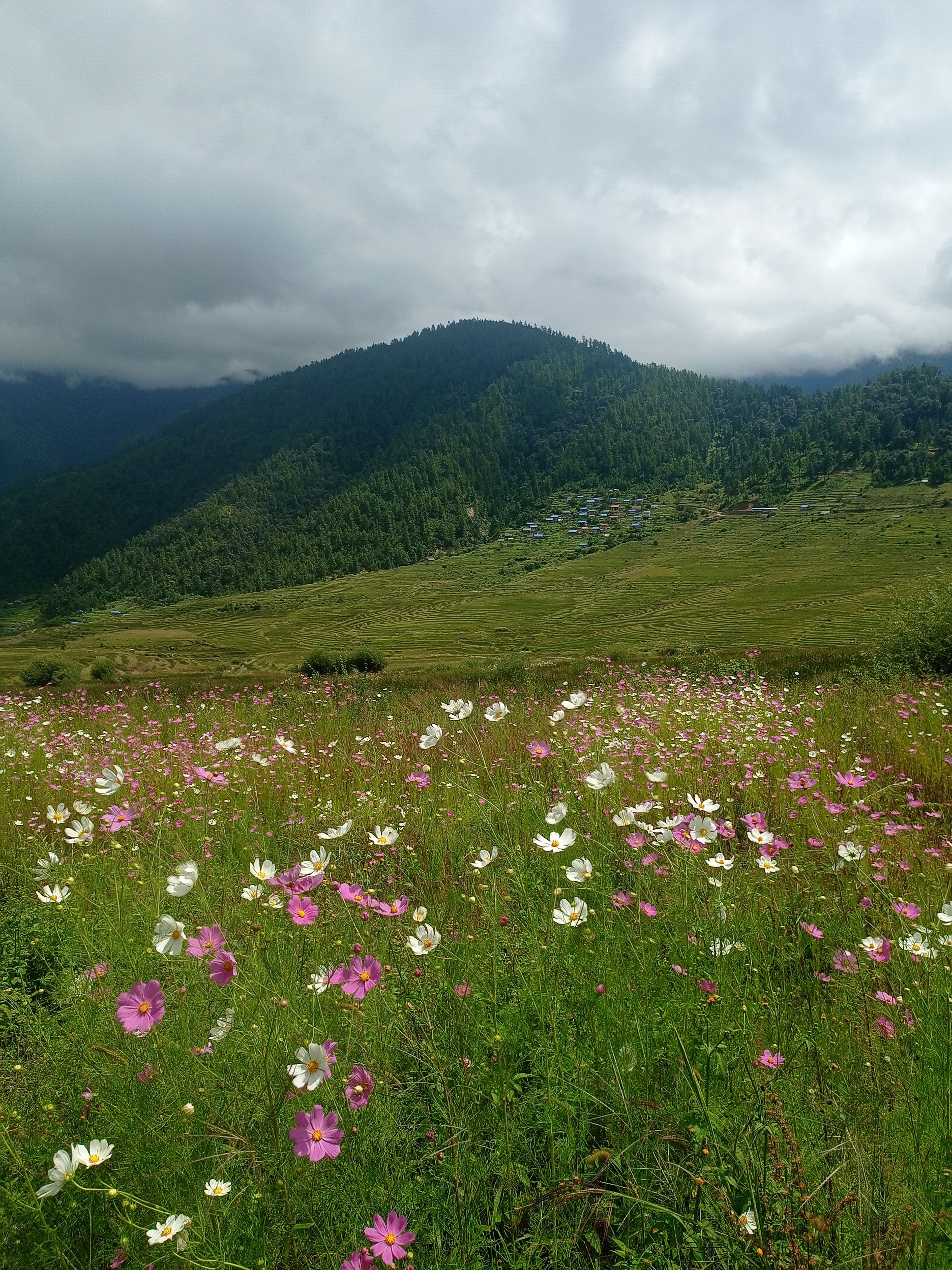 Sikkim Grand Himalayan Circuit — travel moment 2