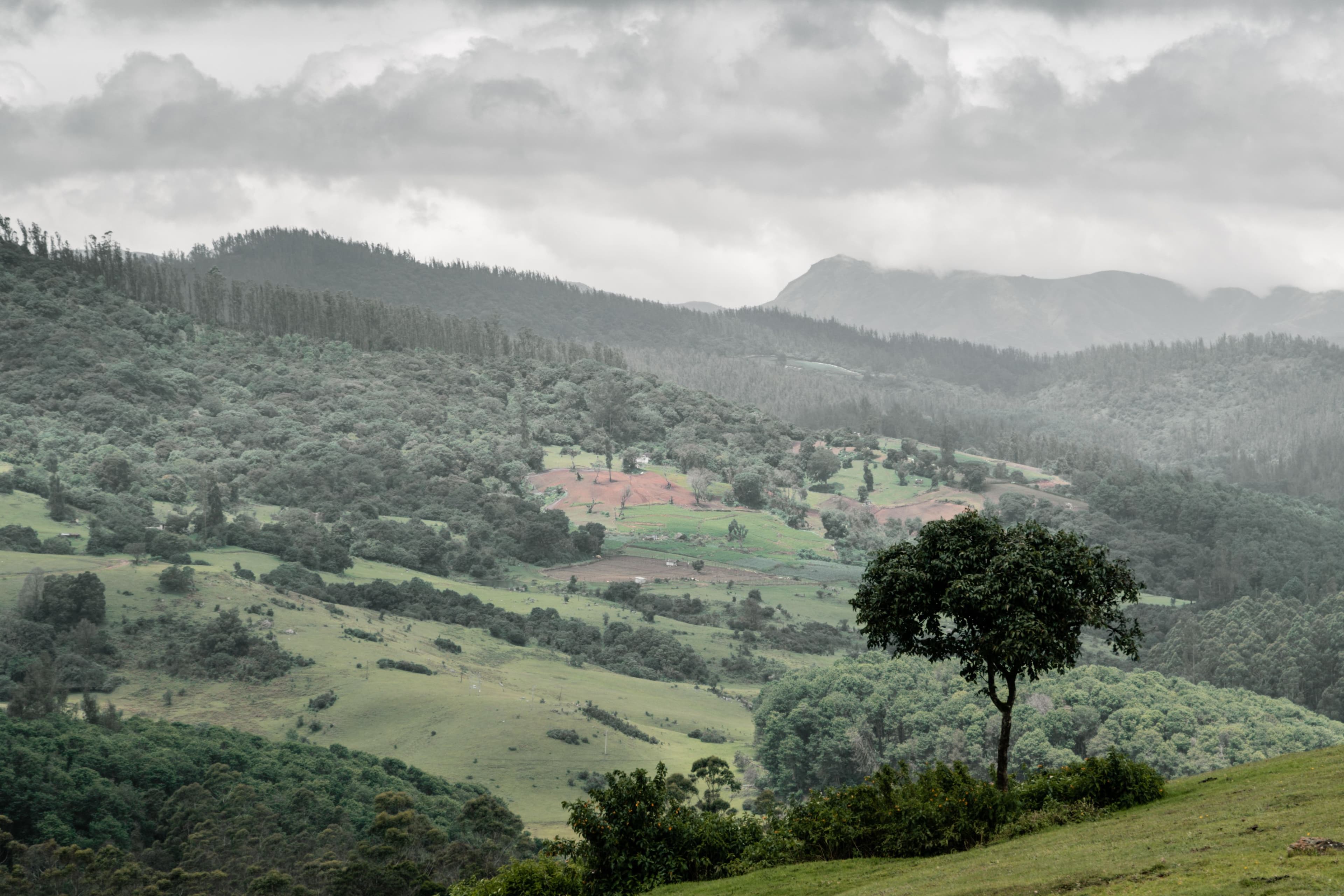 Coorg & Ooty South India Hill Escape — travel moment 4