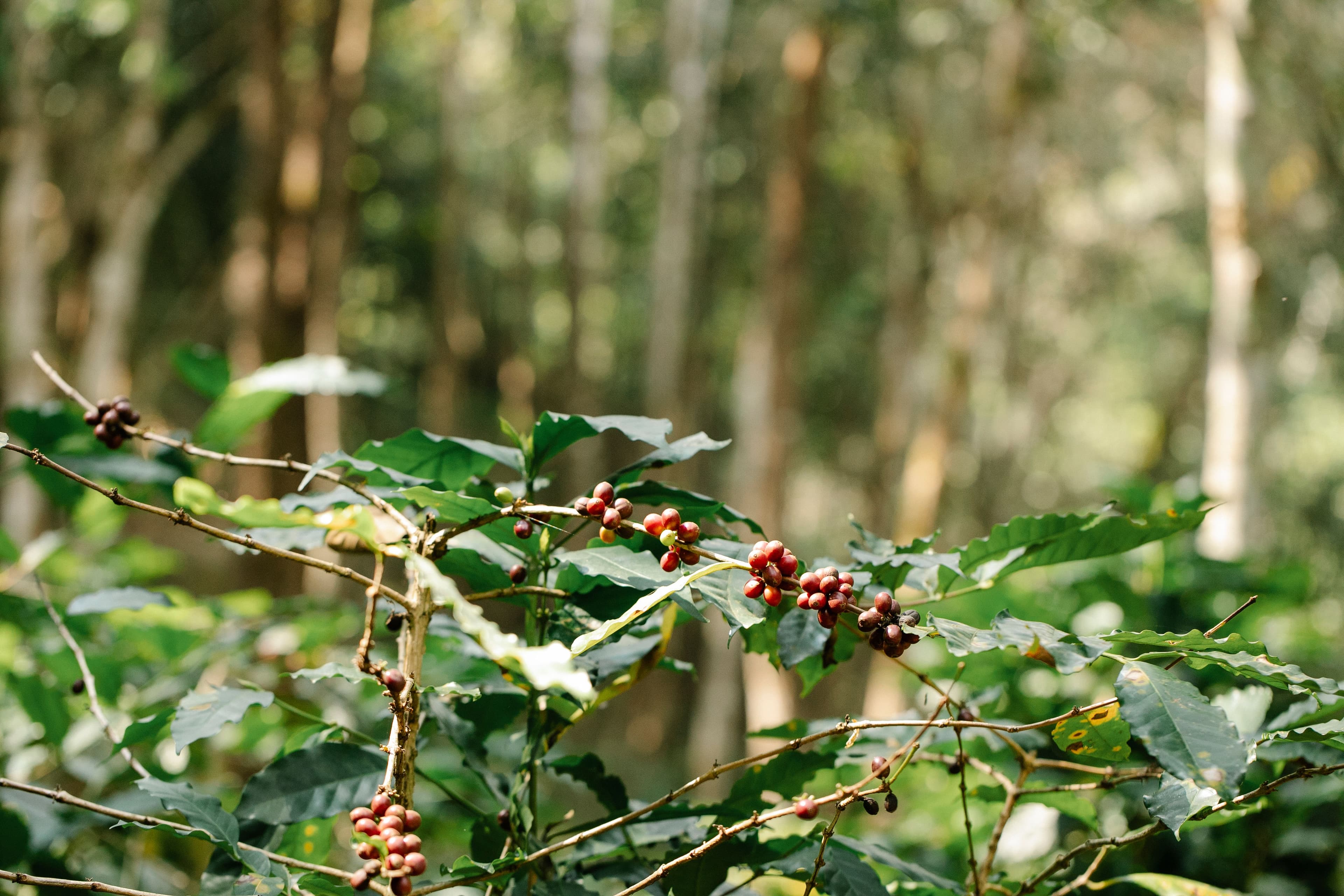 Coorg & Ooty South India Hill Escape — travel moment 7