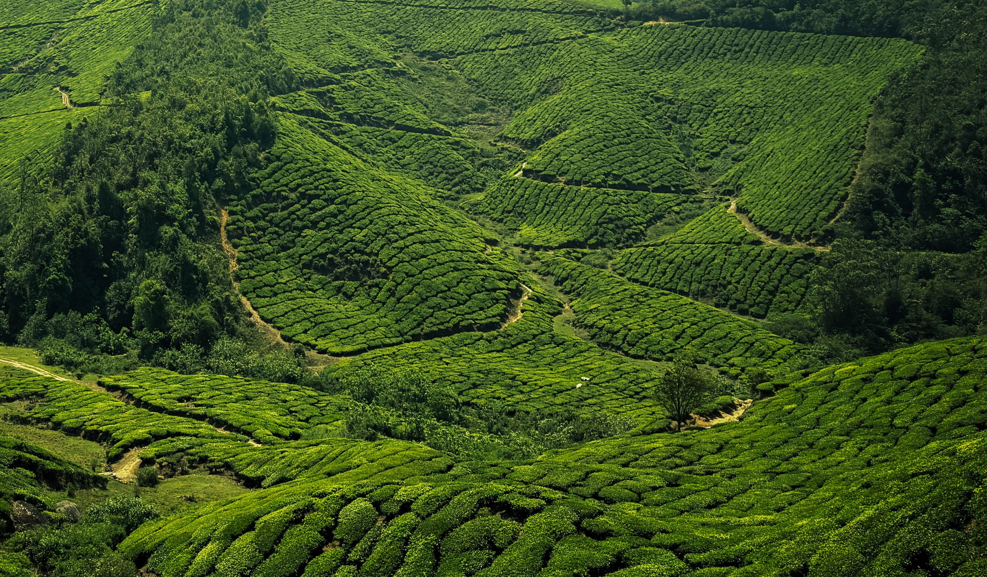 Kerala travel view 3